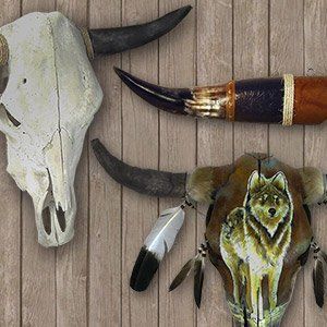 Cow Skulls and Horns