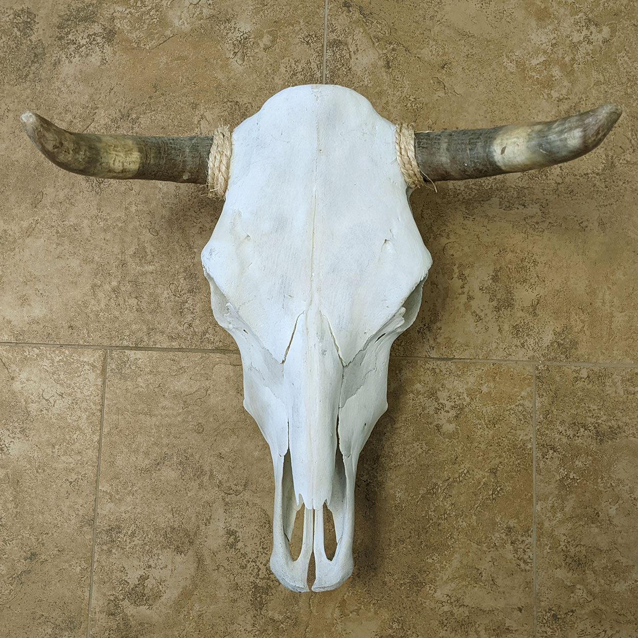 320001 - Top-Grade Genuine Cow Skull with Medium Length Natural Horns