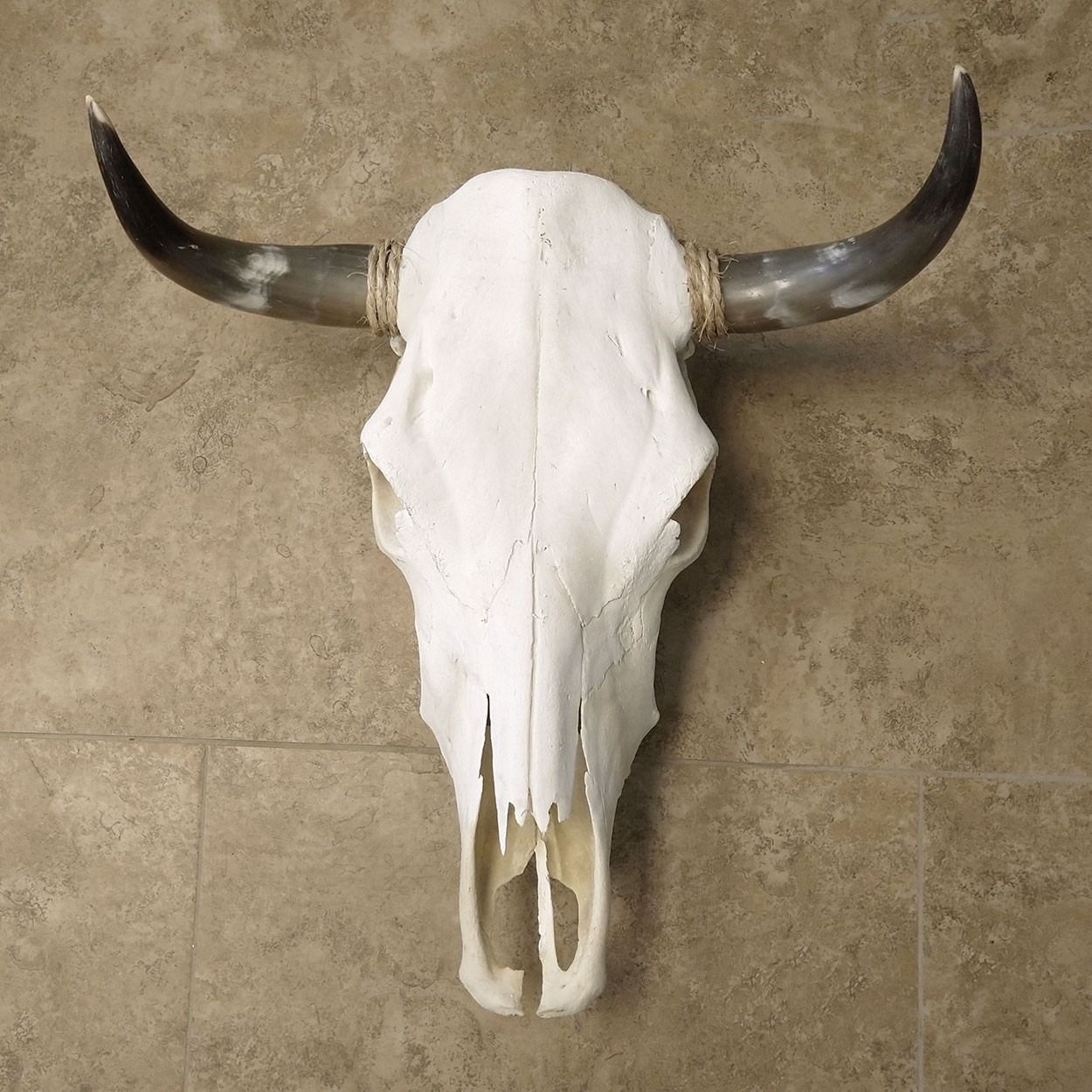 320004 - Top-Grade Genuine Cow Skull with Medium Length Polished Horns