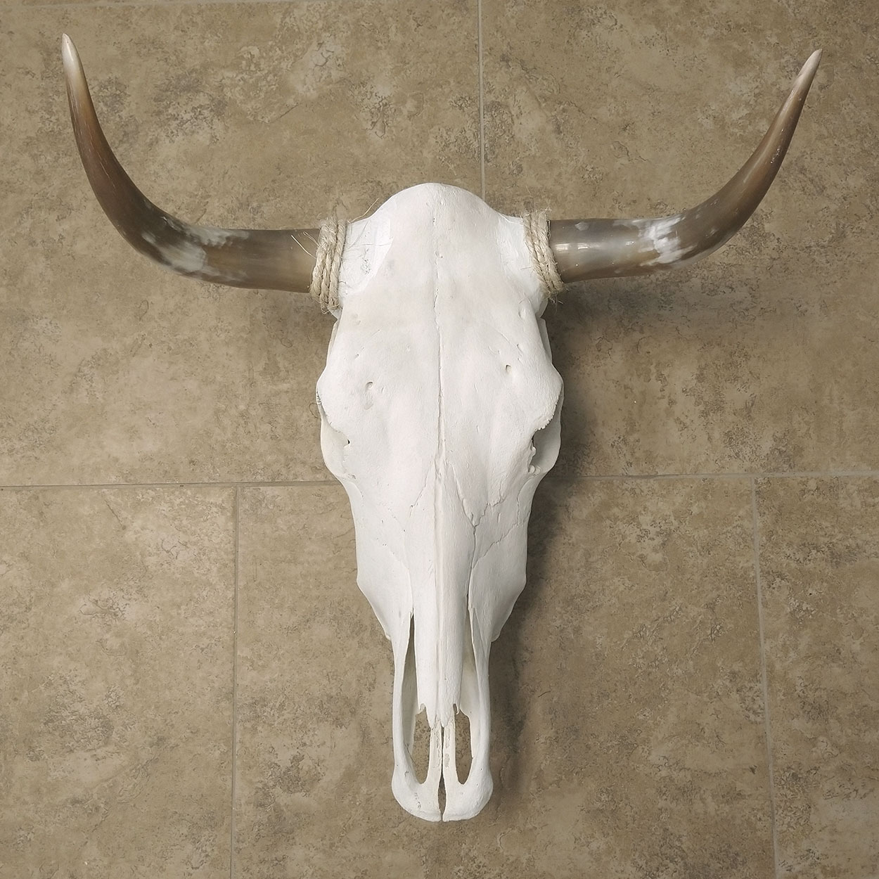 320014 - Top-Grade Genuine Cow Skull with Long Polished Horns