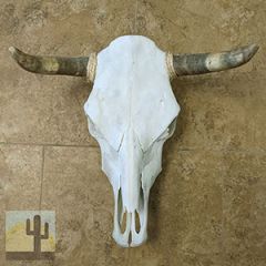 320001 - Genuine Cow Skull With Medium Natural Horns - Top Grade