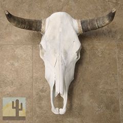 320002 - Grade B Genuine Steer Skull with Medium Natural Horns