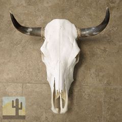 320004 - Genuine Top-Grade Cow Skull with Medium Polished Horns
