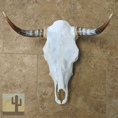 320015 - Grade B Genuine Cow Skull with Long Polished Horns