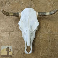 320017 - Grade B Genuine Cow Skull with Long Natural Horns