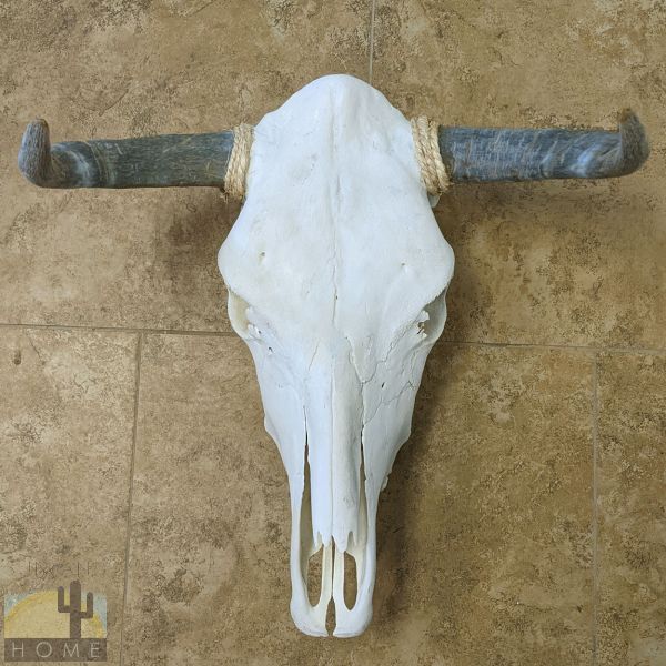 320016 - Top-Grade Genuine Cow Skull with Long Natural Horns