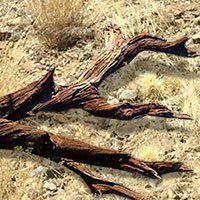 Fallen Ironwood Branch